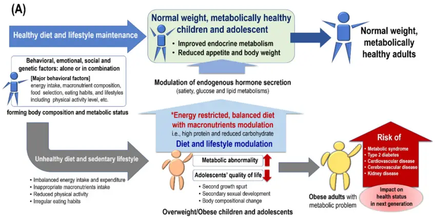 Balanced Diet and Macronutrients