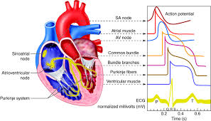 Can Heart Health Be Improved? A Comprehensive Guide